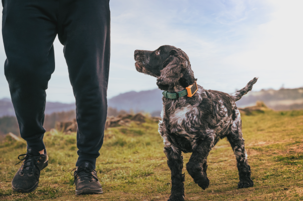 Lightbug Zero GPS Tracker on pet collar
